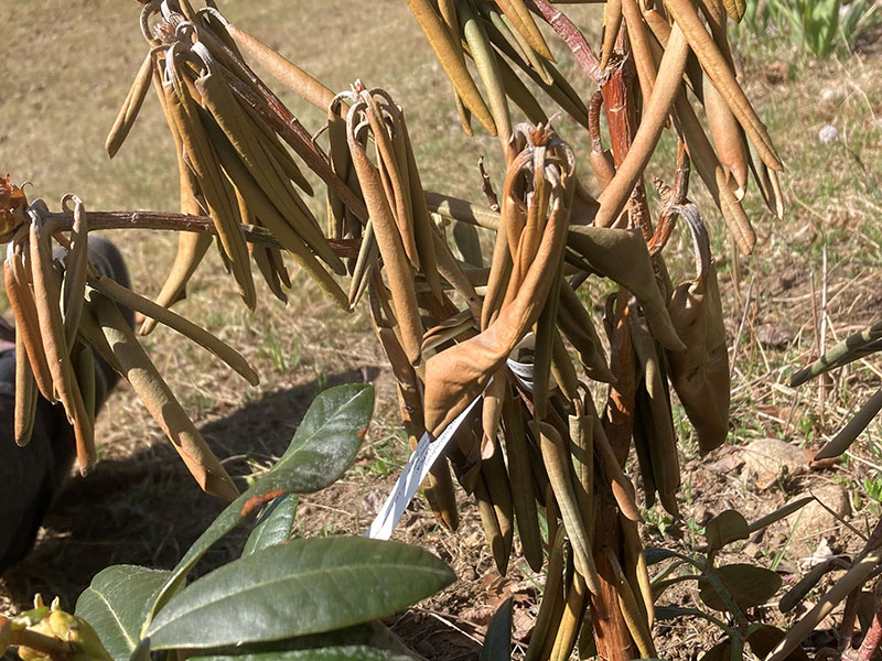 Klippa bort vissen gren på rhododendron?