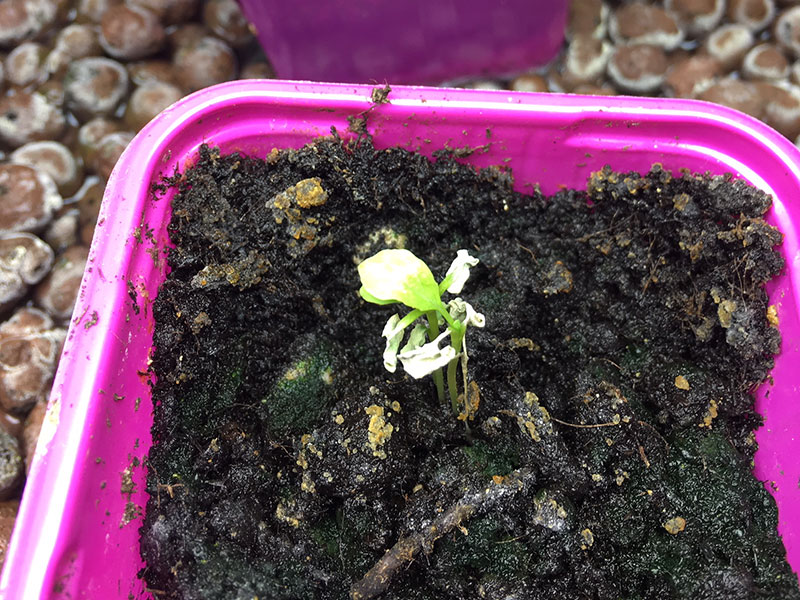 Varför gror inte fröna?