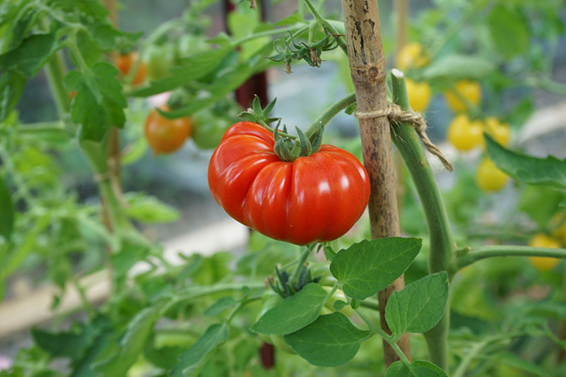 Vilken näring passar tomater?