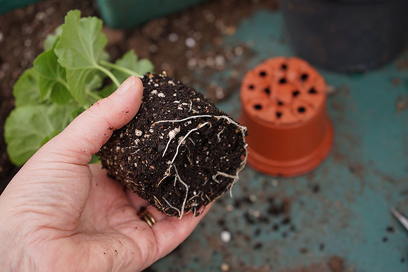 Perlit som odlingssubstrat till pelargonsticking