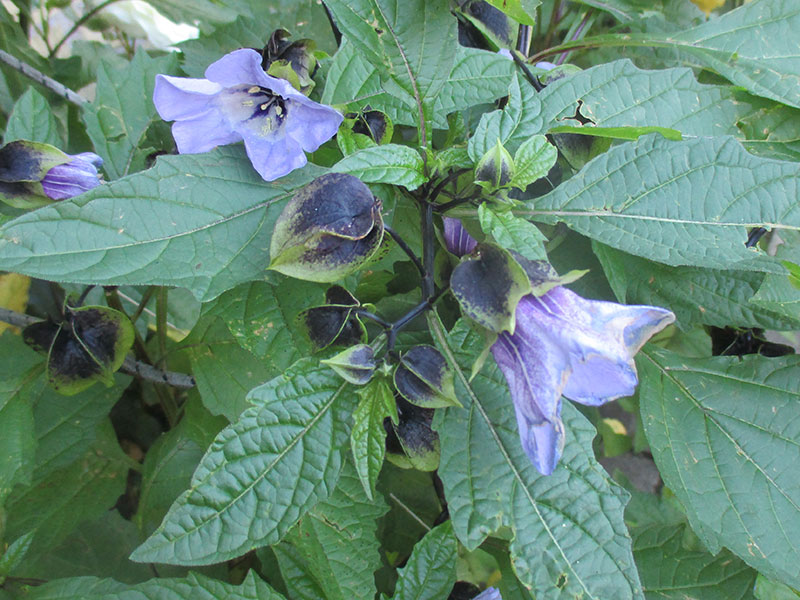 ballongblomma nicandra