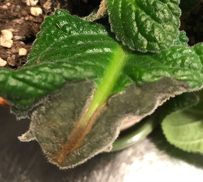 Fula blad på Streptocarpus, kornettblomma