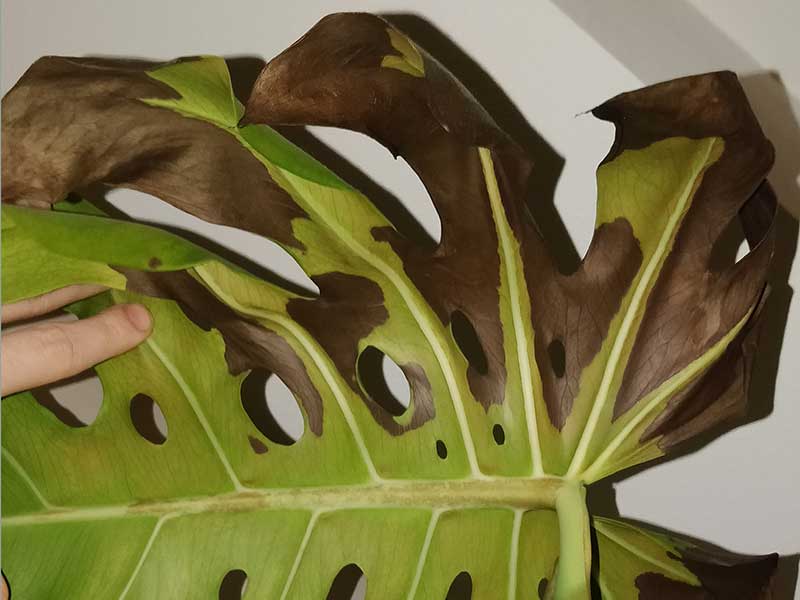 Monstera – bruna blad