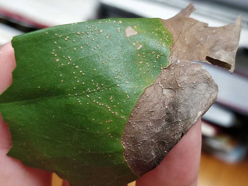 Monstera med knottror och mörka bladkanter