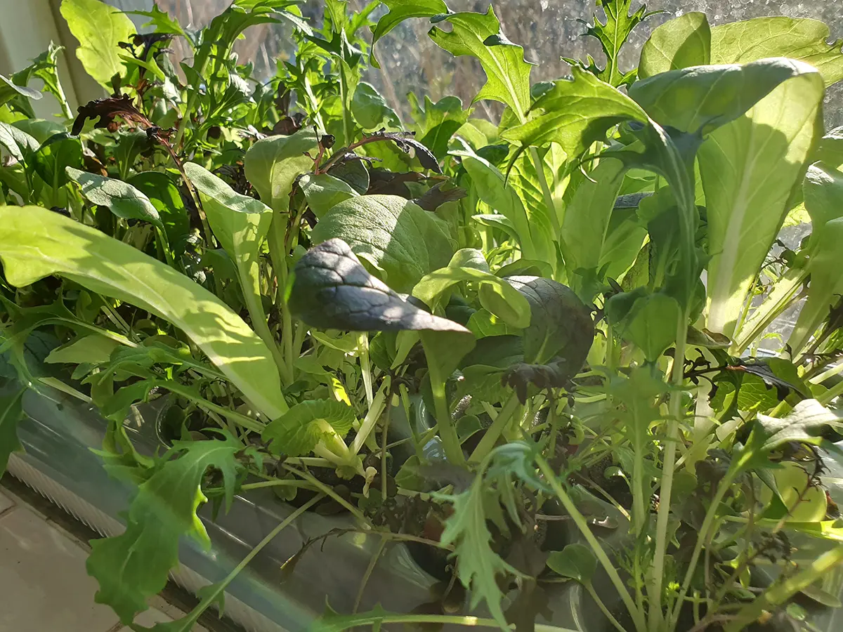 Finns det fröer som är extra lämpliga för hydroponisk odling?