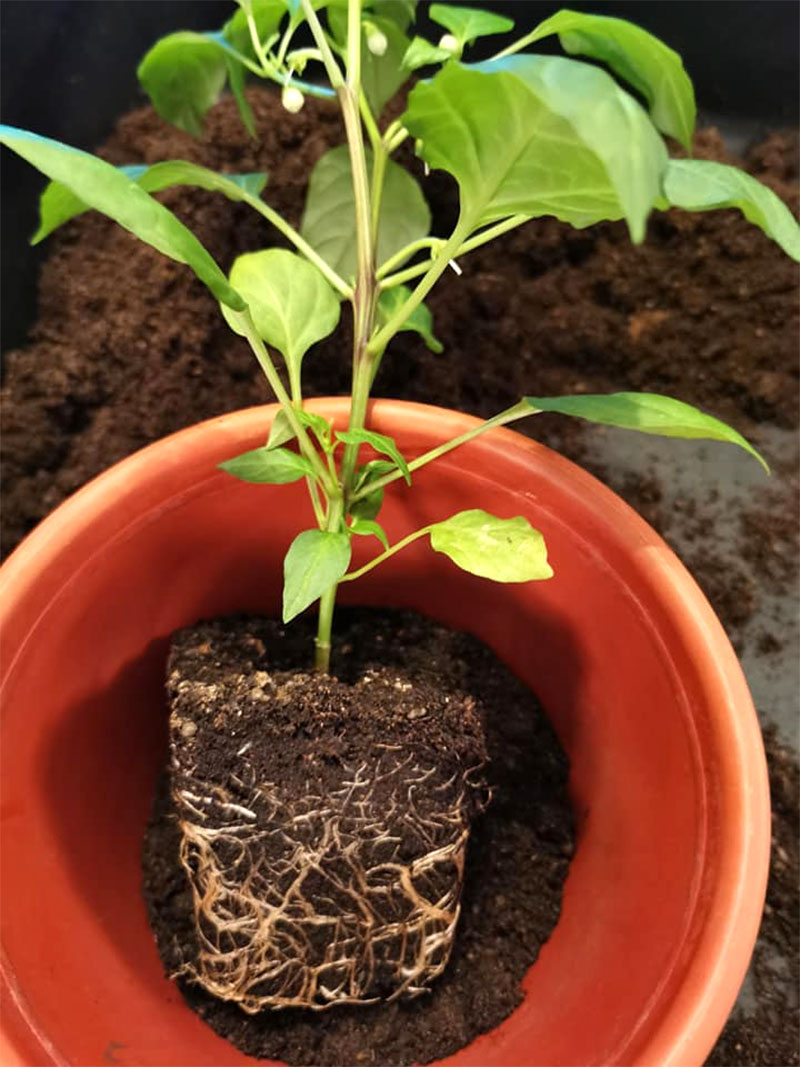 Chiliplanta klar för plantering i ny kruka
