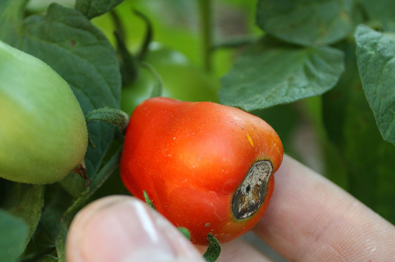 Pistill röta på tomat