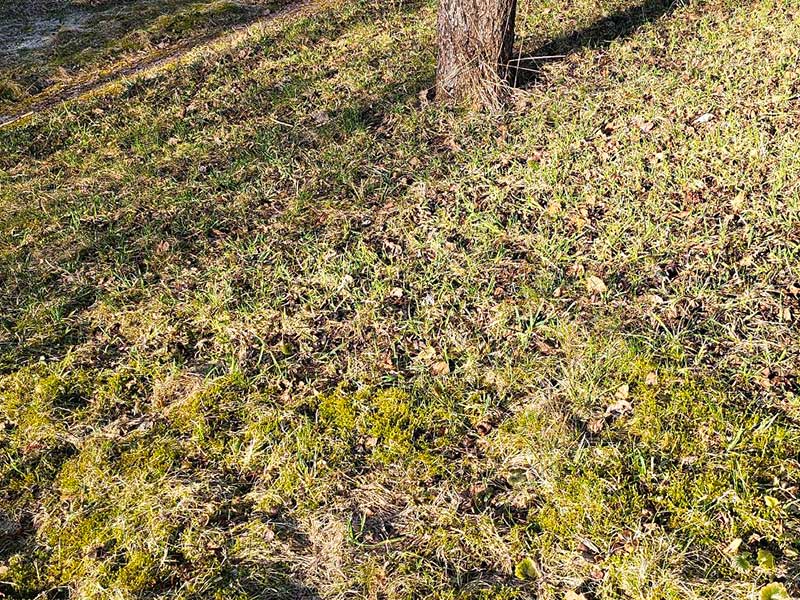 Hur får man bort mossa i gräsmattan?