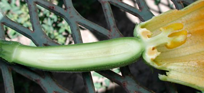 honblomma av squash som blivit pollinerad och utvecklat fruktämne