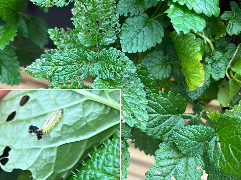 Fula hål på citronmeliss