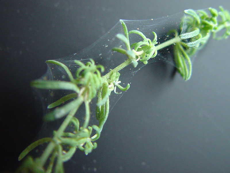 Hur behandlar man spinn med rovkvalster?