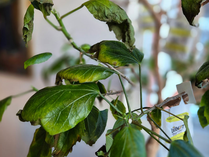 Kan hibiskus dö av spinn och ska jag beskära vid angrepp?