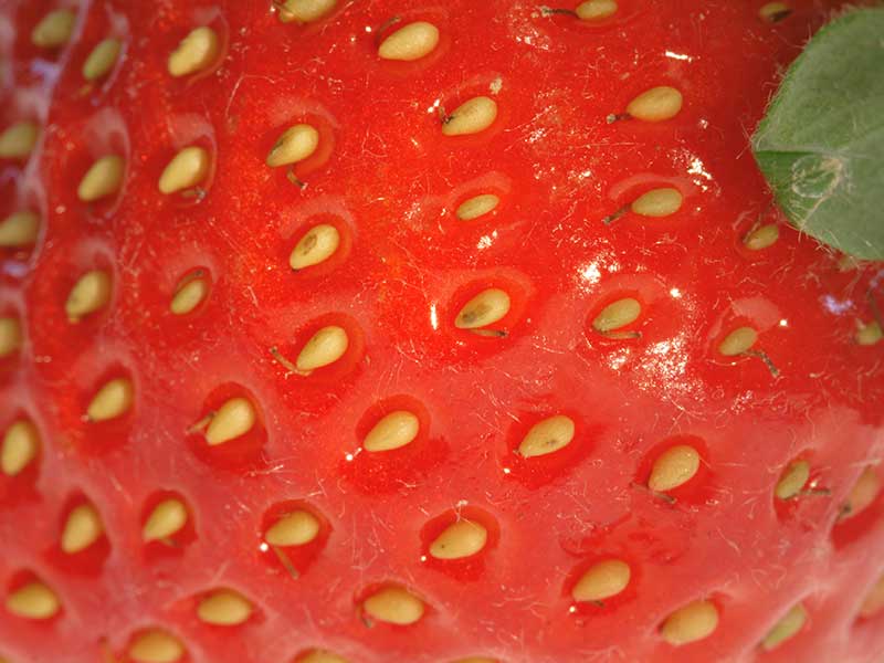 Frön på jordgubbe
