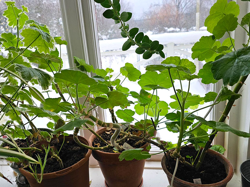 Kan man övervintra pelargoner i lägenhet?