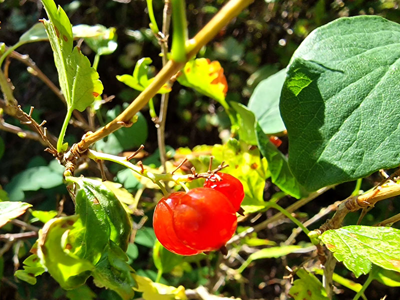 Måbär Ribes album