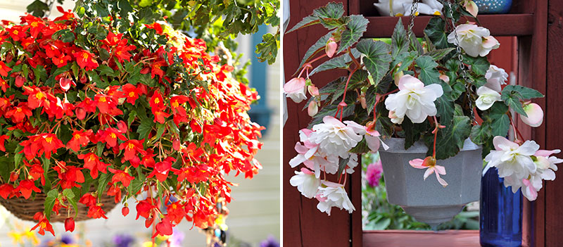 Begonia Bertinii och knölbegonia Begonia x tuberhybrida