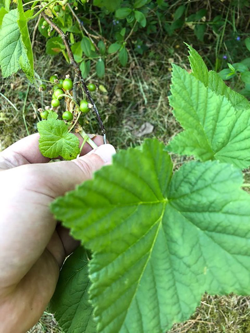 krusvinbär Ribes x culverwellii