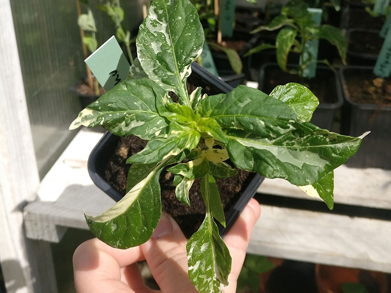chiliplanta med vita variregerade blad