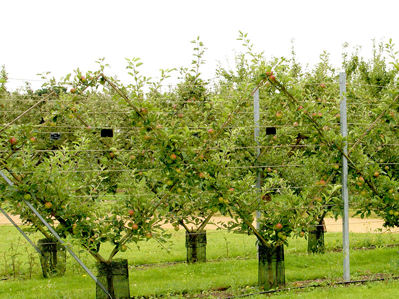 Hur många sorter kan man ympa på ett träd? – Guide för spaljéer