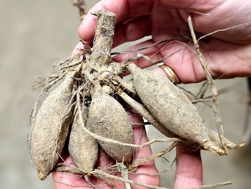 Hur planterar man dahliaknölar?