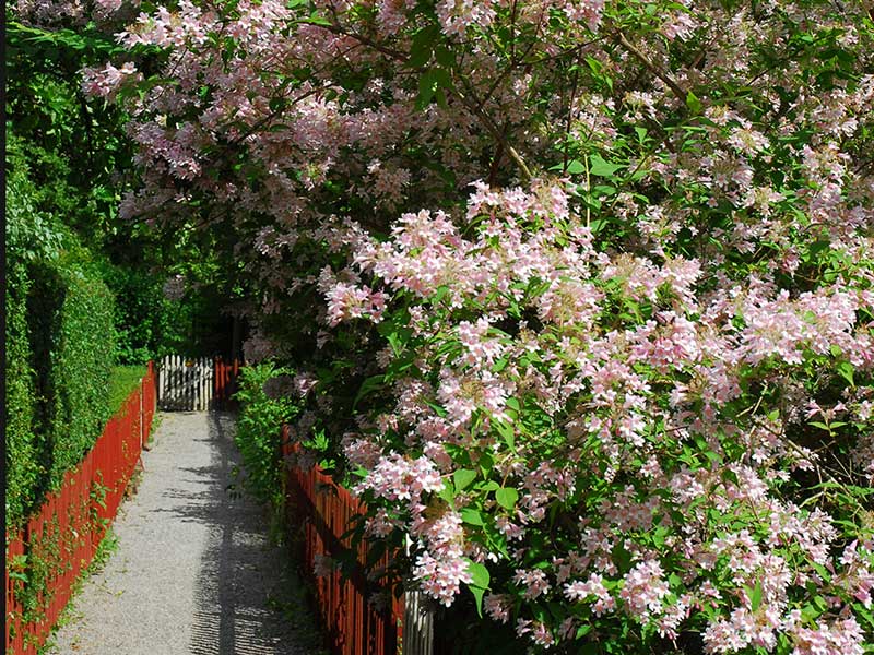 Prydnadsbuske som inte blommar