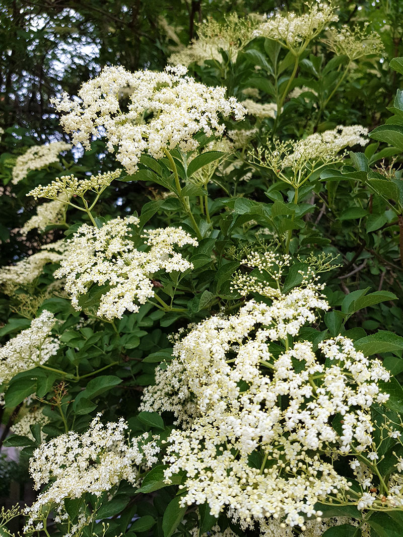 Fläderblommor kan frysas in och användas hela året