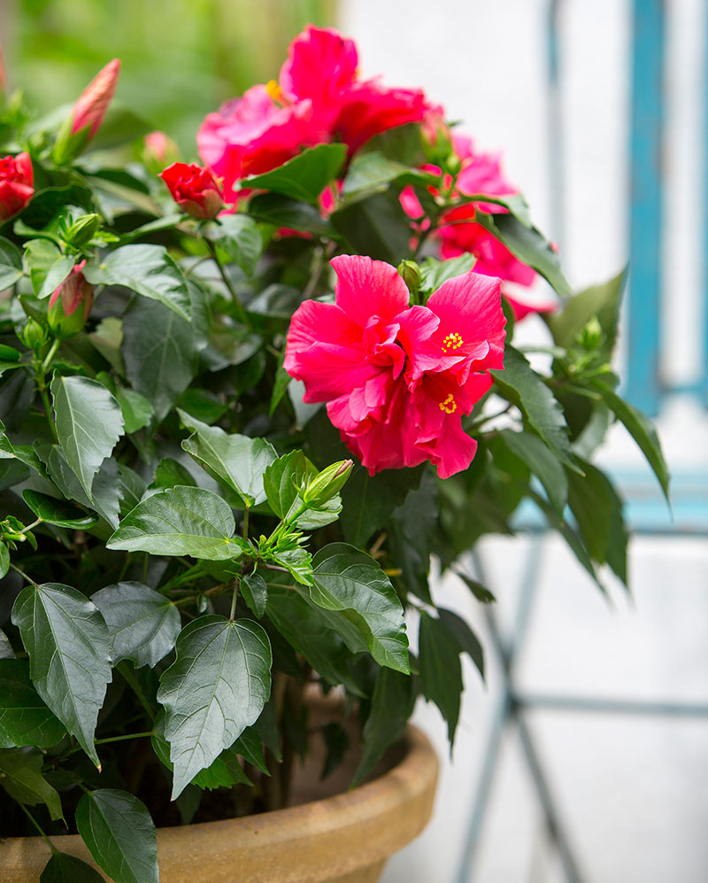 Varför trivs inte min hibiskus?