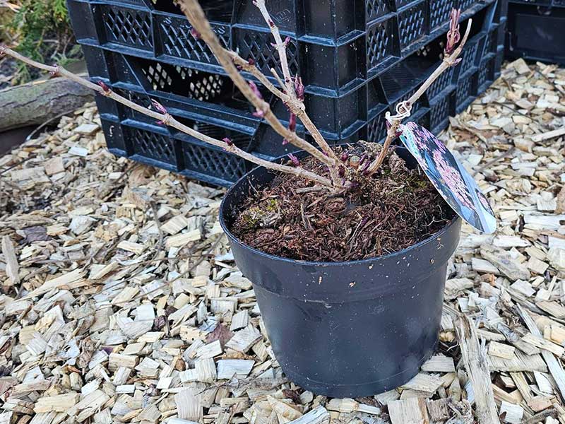 Vad betyder krukstorlek A-kval?