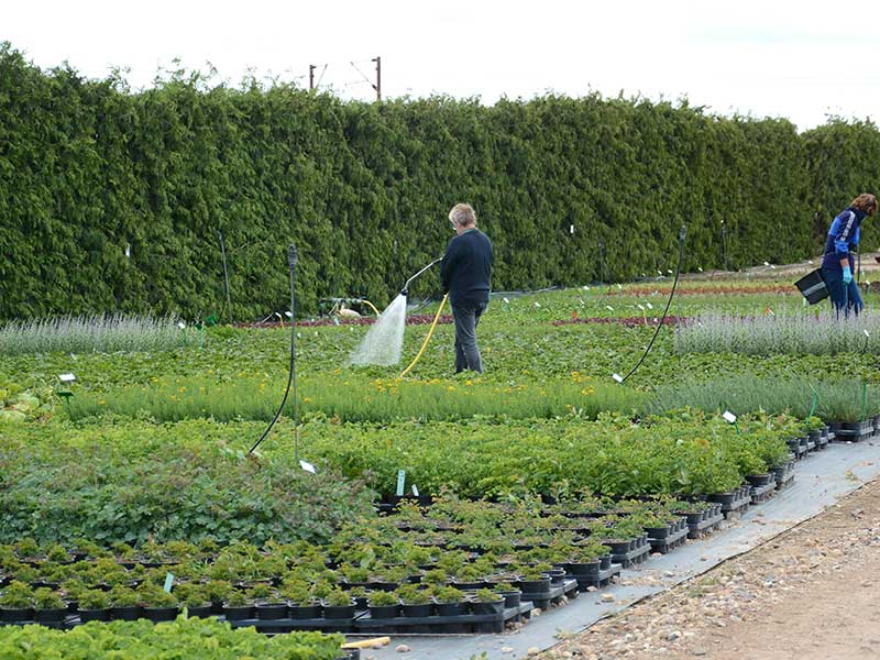 Plantskola med odling av perenner