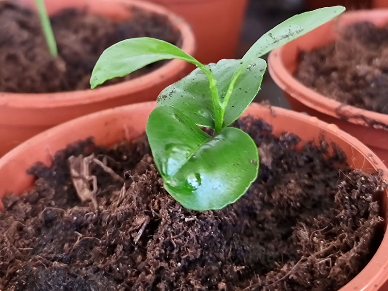 Kan frösådda citrusplantor blomma och ge frukt?