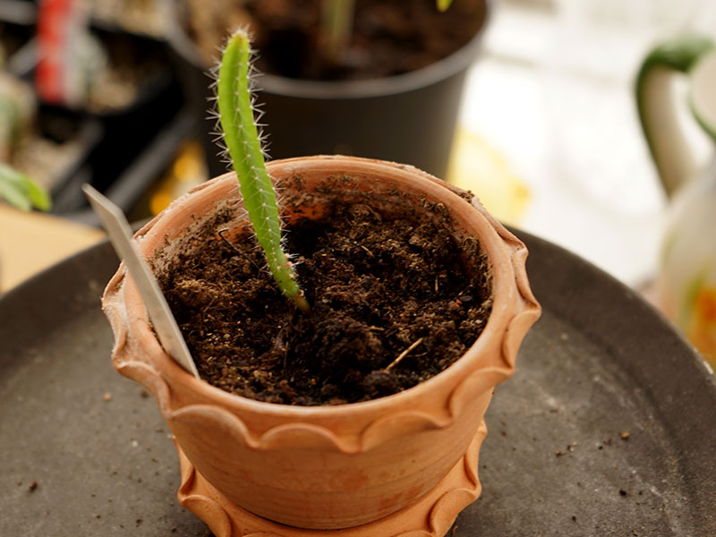 Sådd av kaktus med undervärme?