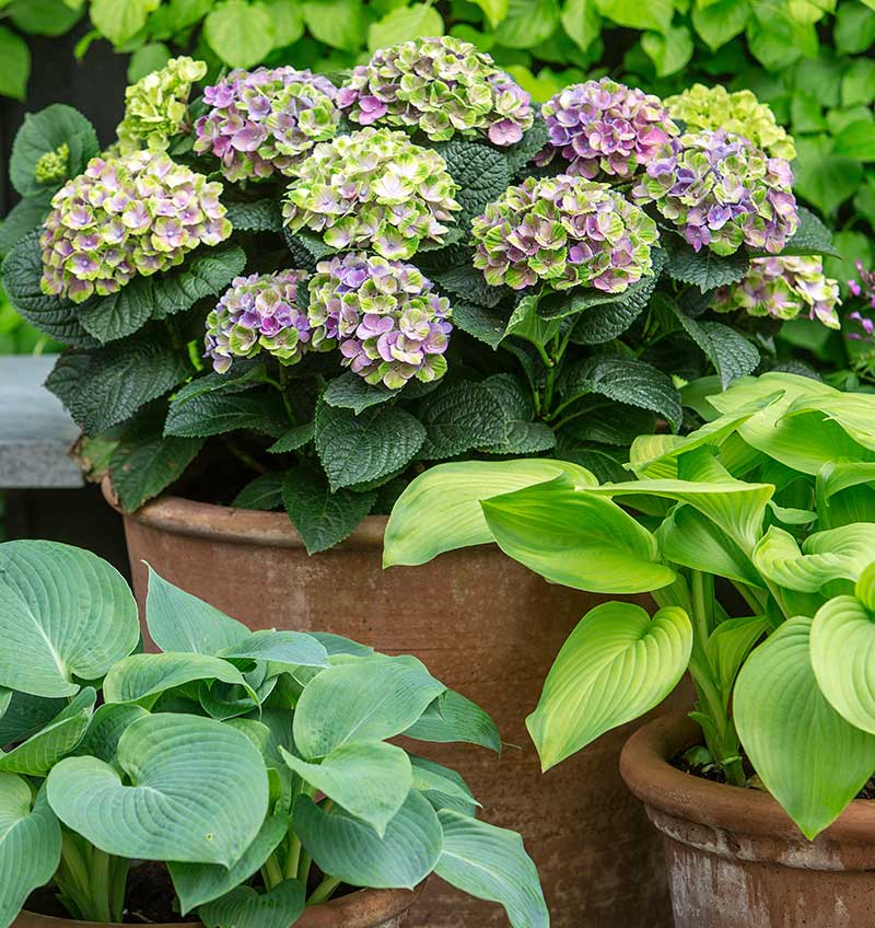 Hortensia Magical Four i kurka med funkia