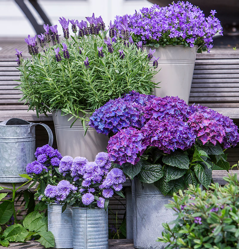 Hortensia i utekruka med lavendel och aster