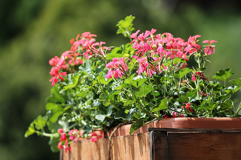 Balkonglåda med pelargoner