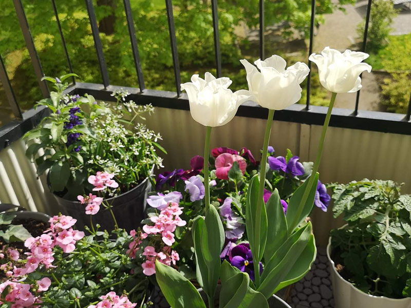 Odling av blommor och lökväxter på balkongen - WH