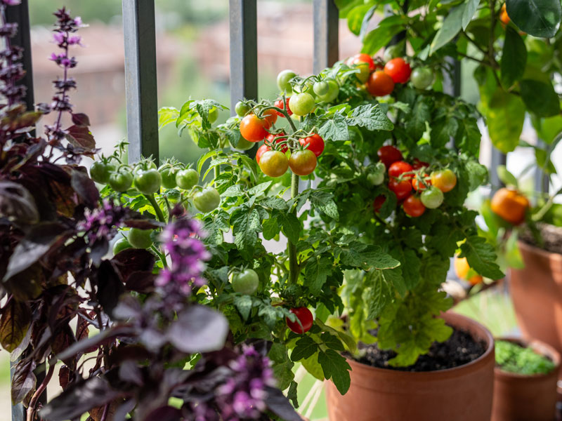 Tomat och röd basilika på balkongen - AS