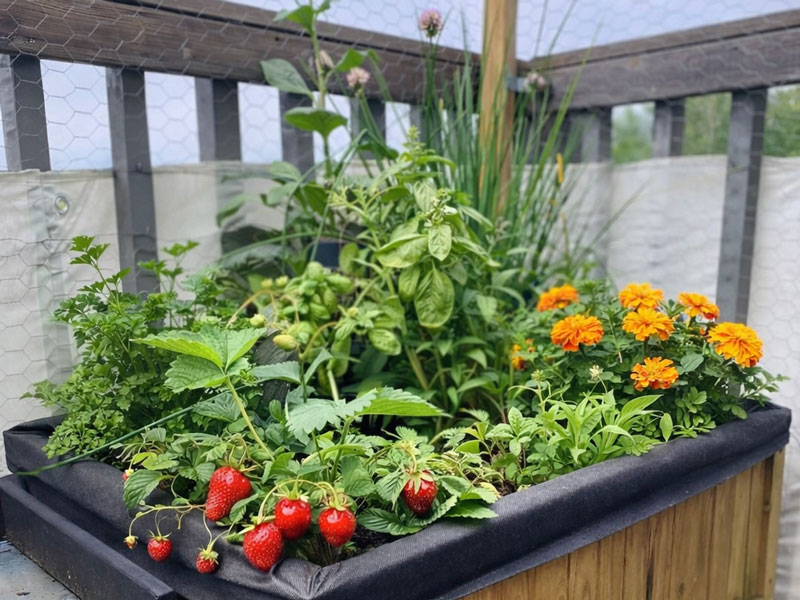 Kyddväxter, bär och blommor i odlingslåda på balkong