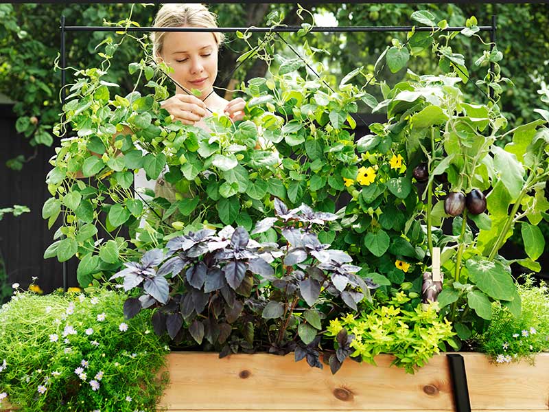 Odlingslåda på balkong med grönsaker och blommor