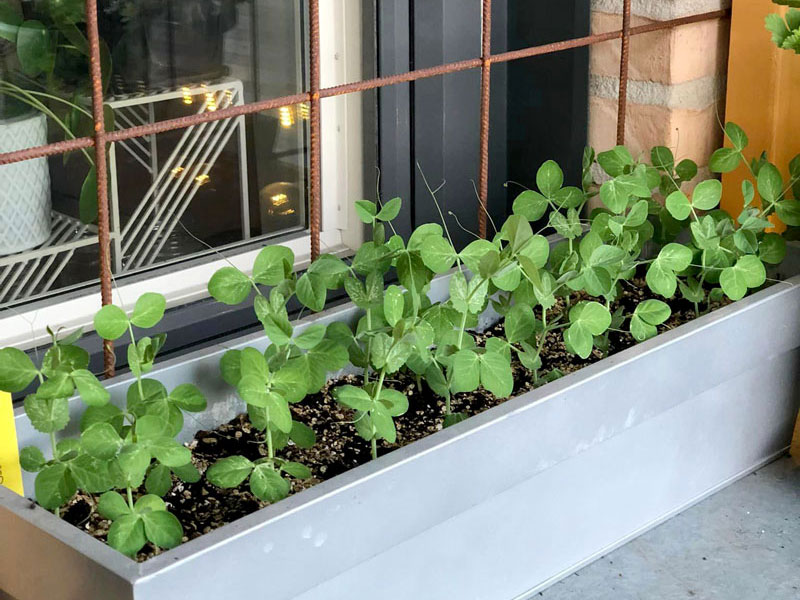 Sockerärt i odlingslåda på balkong - SI