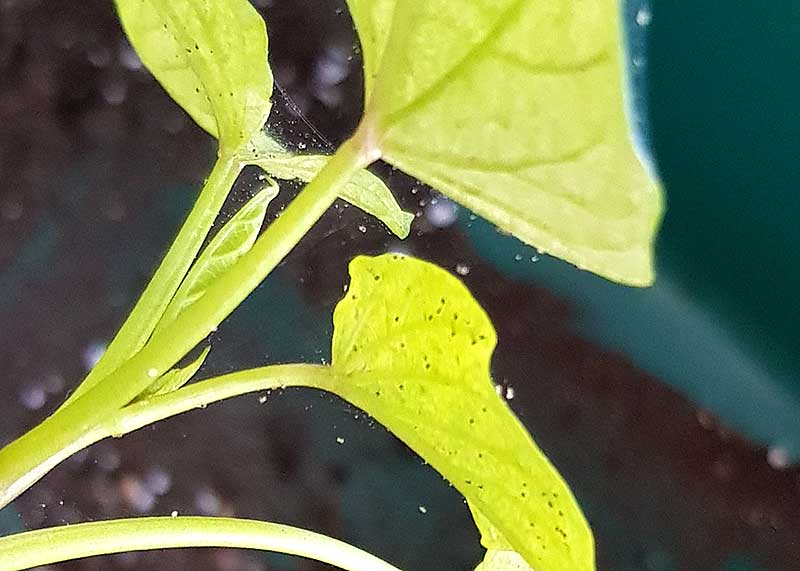 Tydliga tecken på spinnkvalster i bladveck och på bladen