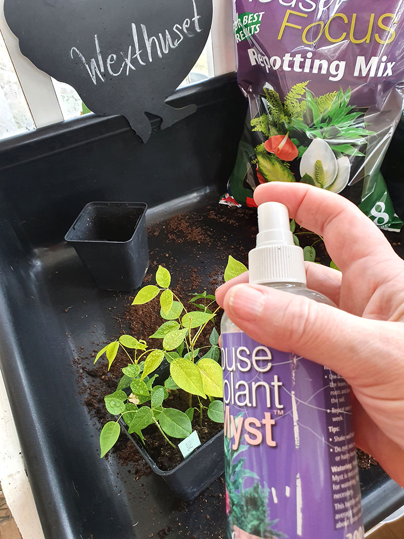Houseplant myst krukväxtnäring spray som återanvänds