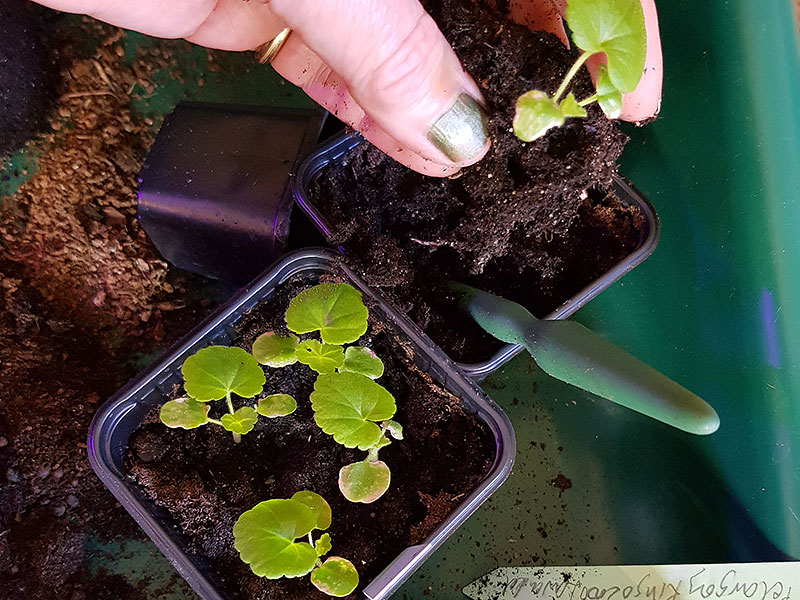 Omskolning av små frösådda pelargonplantor