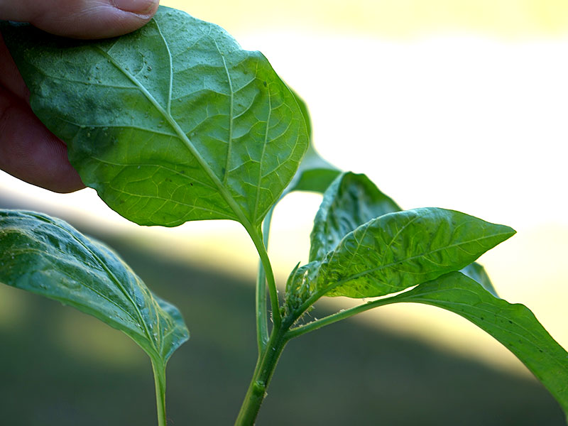 Bladlöss på chiliplantor