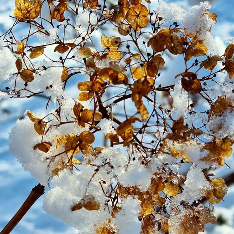 Torkad hortensiablomma med snö