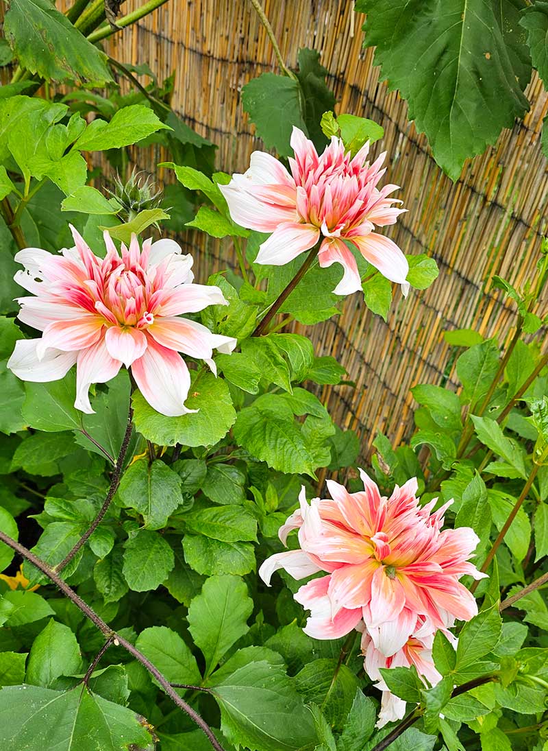 Dahlia Dahlia