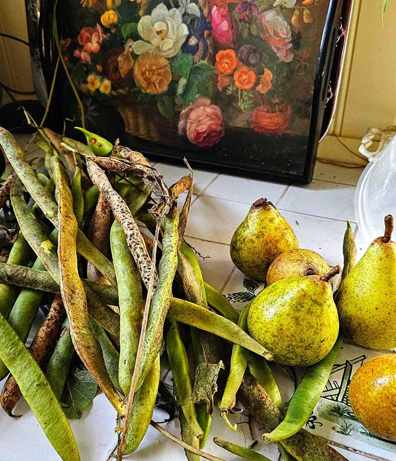 Skörd av päron och blomsterböna Skörd av päron och blomsterböna