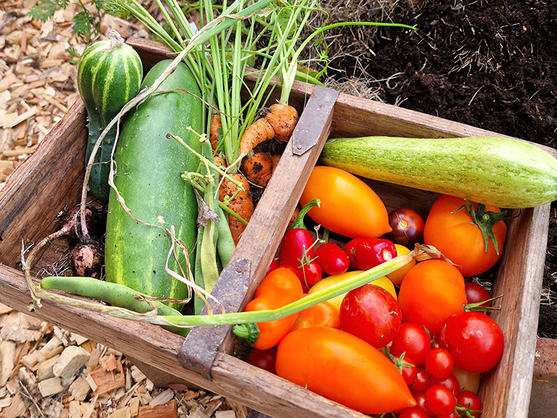 Lönsam odling av tomater och squash i köksträdgård