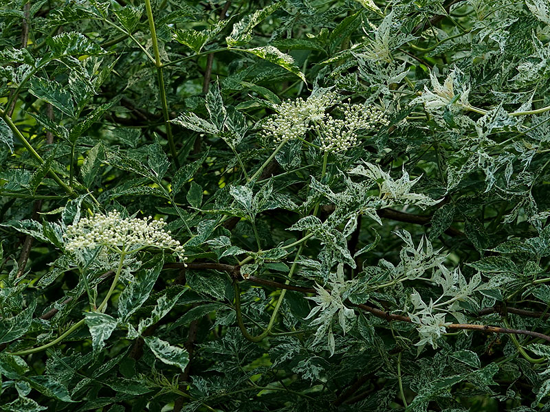 Variegerad fläder Sambucus nigra pulverulenta