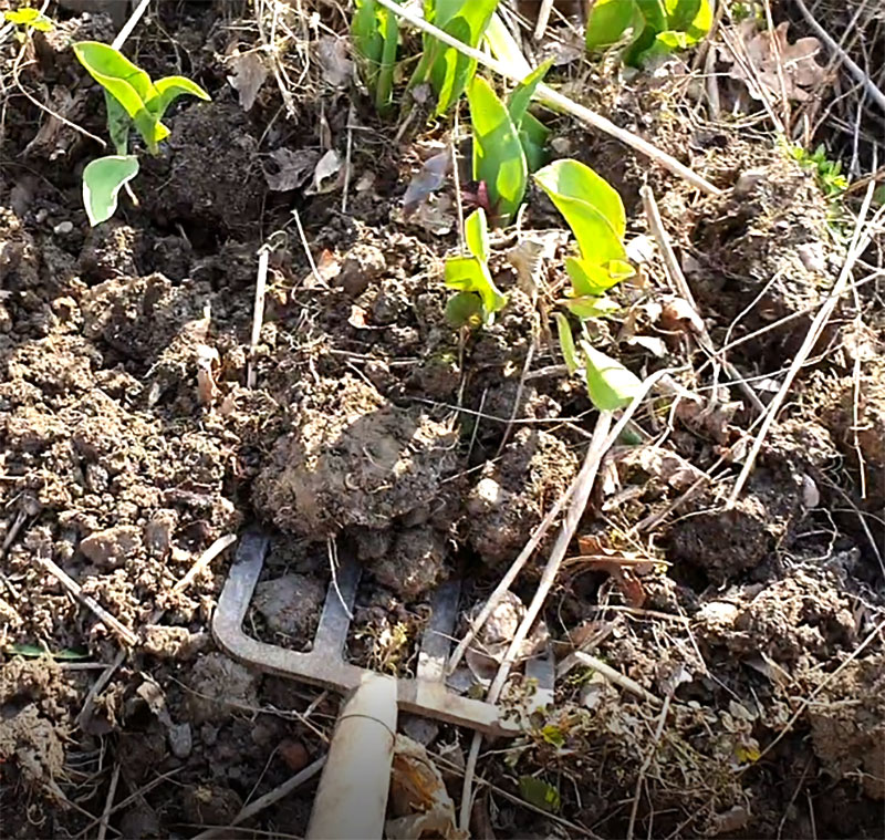 Gräva tulpaner med grep
