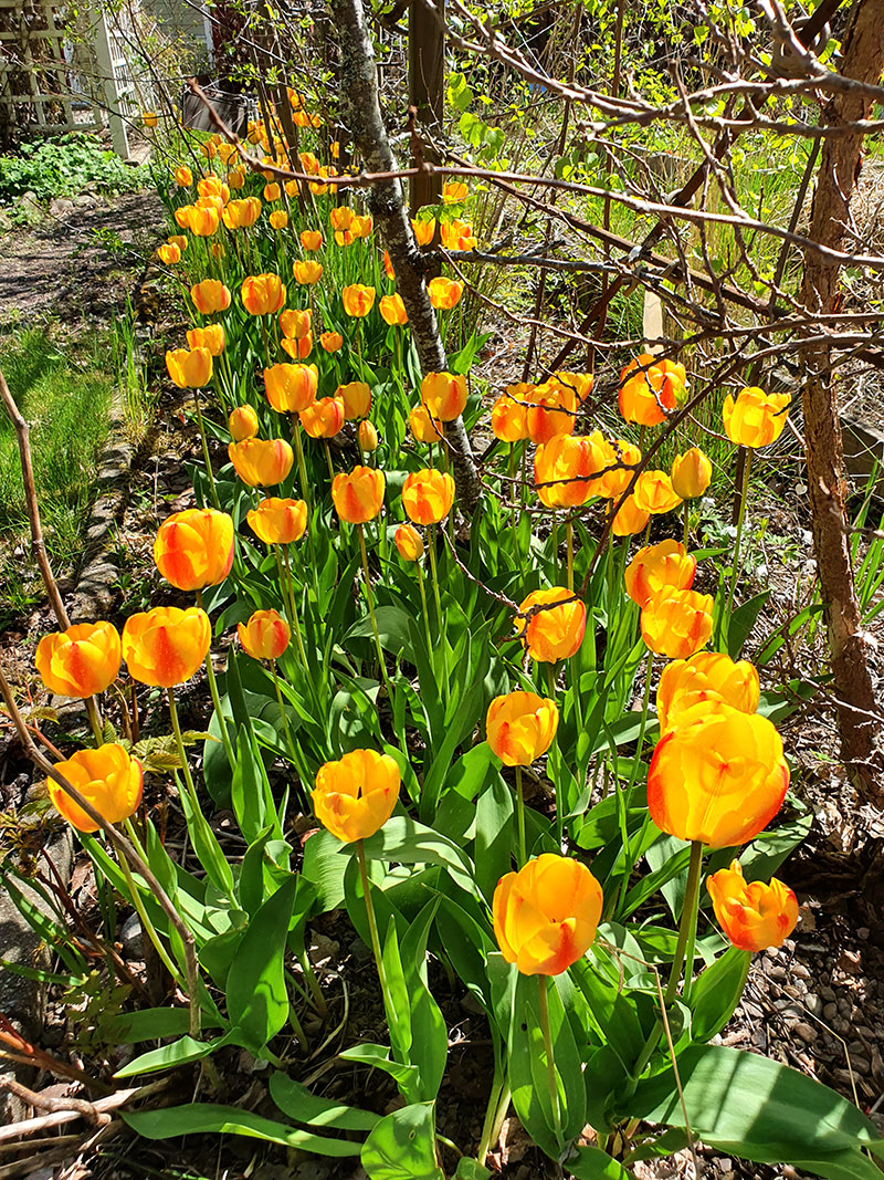 Apeldoorntulpaner blommar igen och igen Apeldoorntulpaner blommar igen och igen